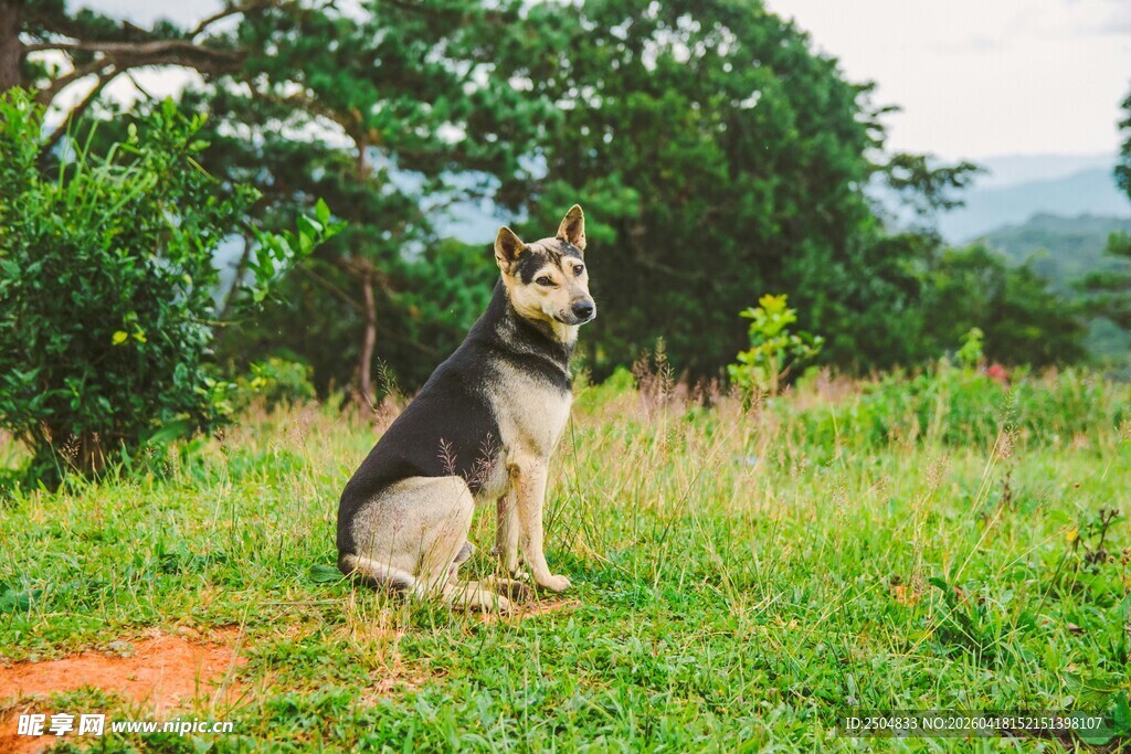 草地中坐立的德国牧羊犬