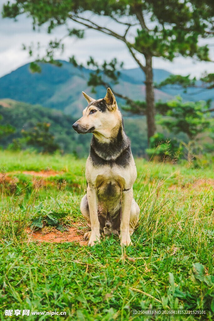 草地中坐着的帅气狗狗