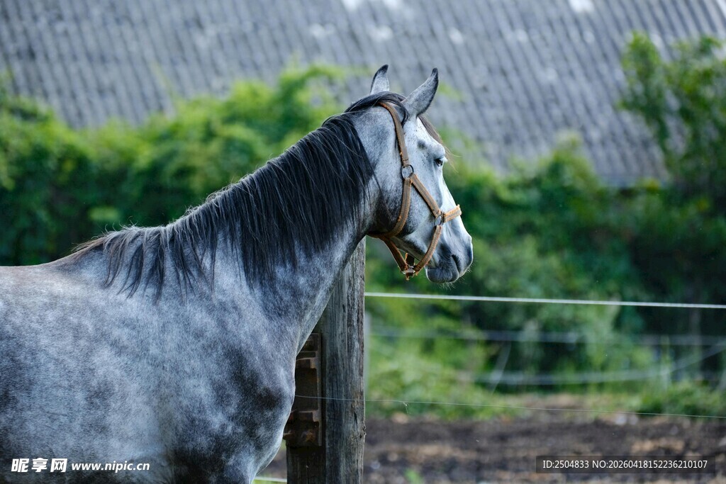 灰马于围栏边悠然站立