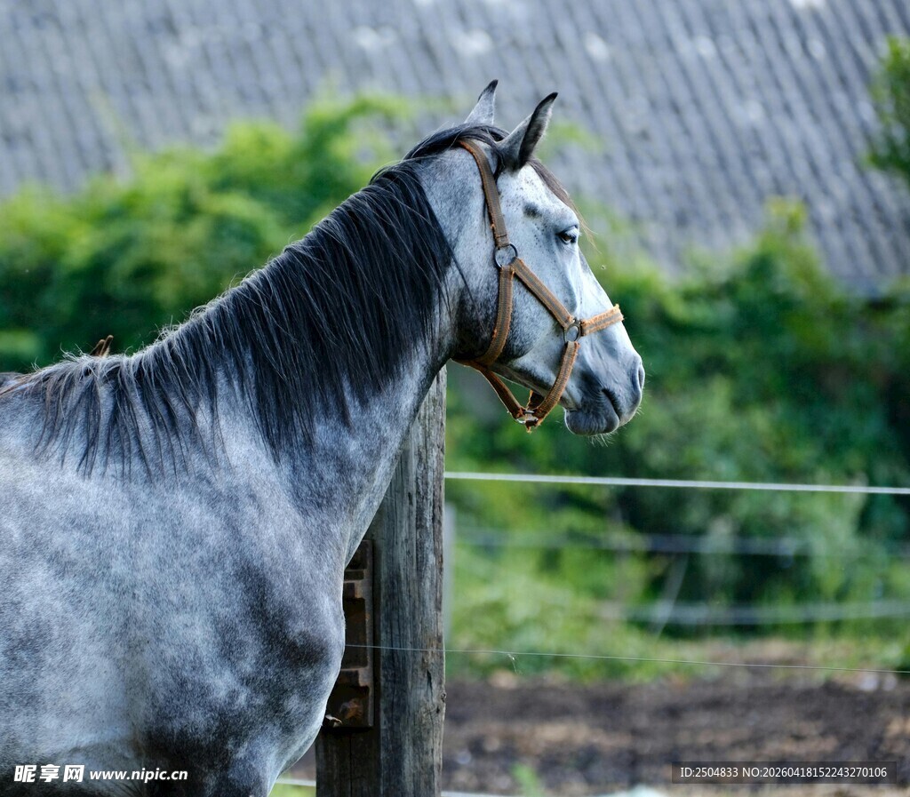 灰马立于围栏旁