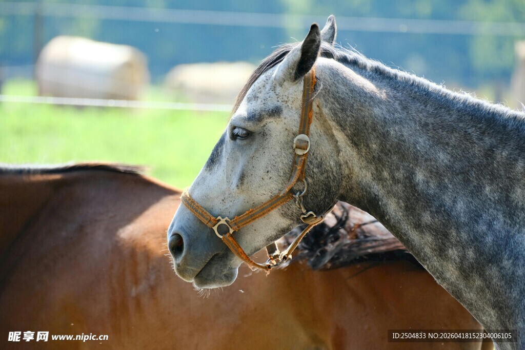 灰马与棕马的亲密瞬间