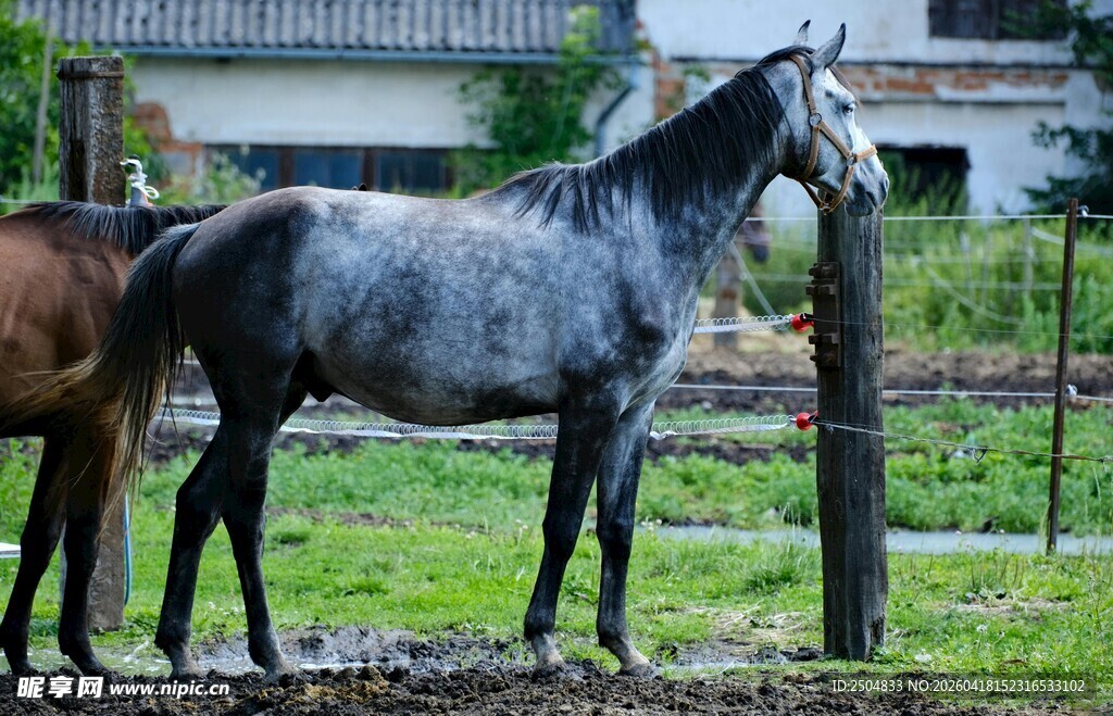 两匹马立于户外草地
