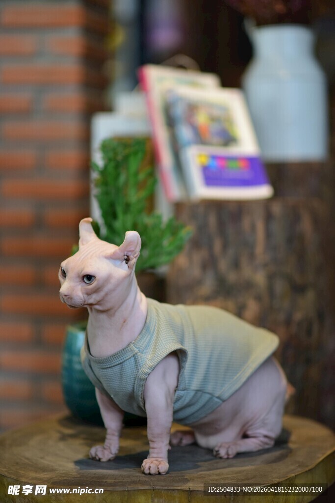 穿衣服的无毛猫