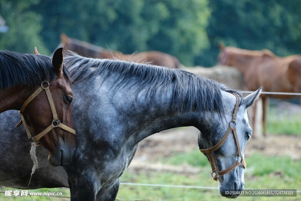 灰马草地旁低头休憩