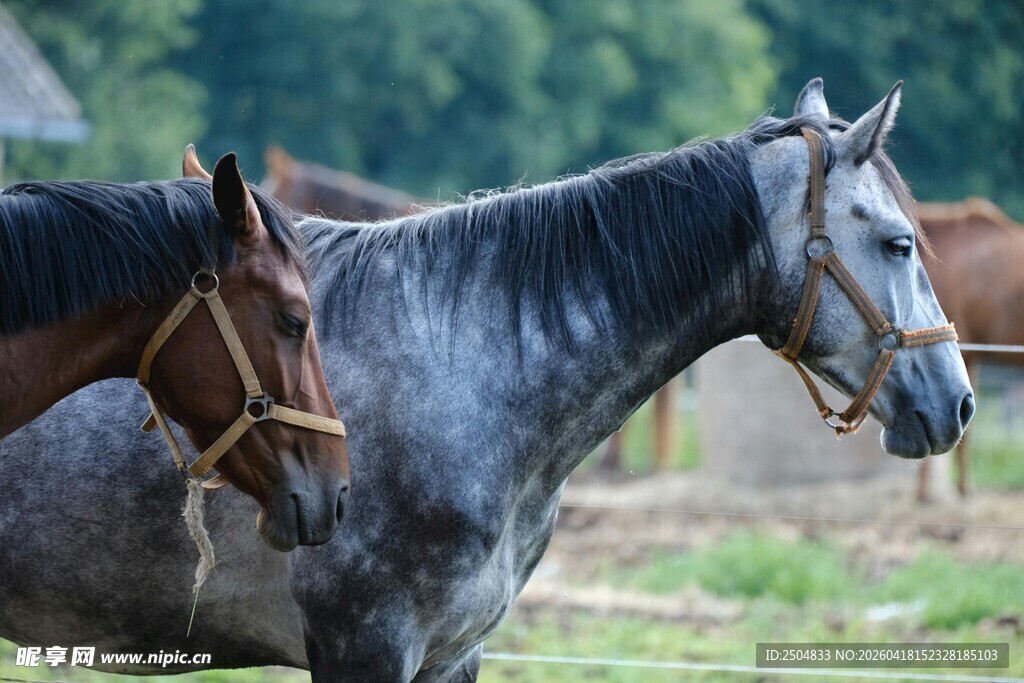 两匹马站在户外