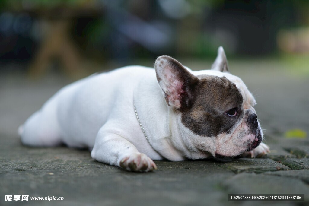 趴着的可爱法国斗牛犬
