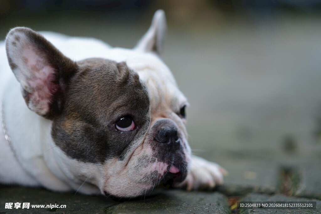 趴着的法国斗牛犬