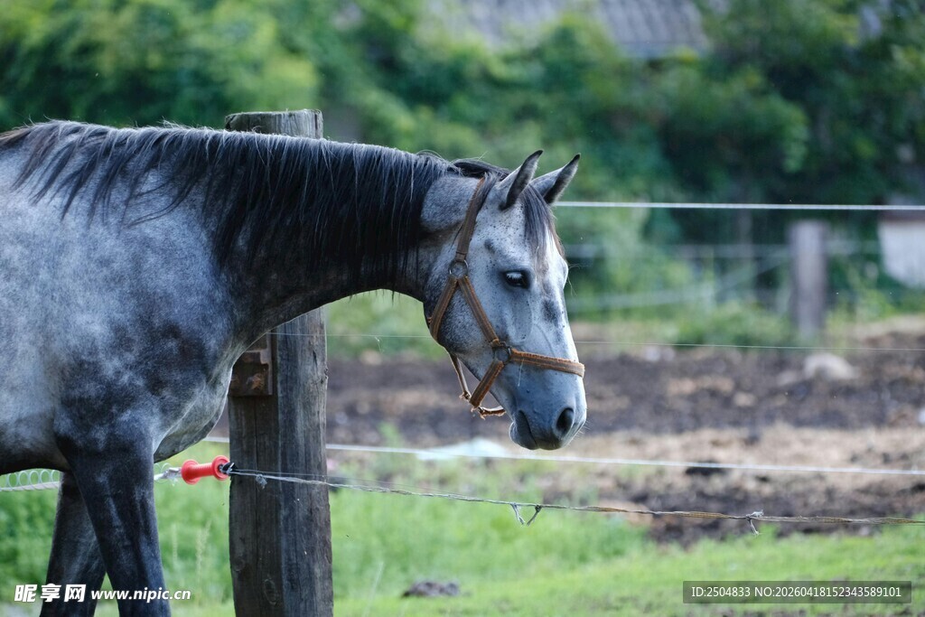 灰马立于草地围栏旁