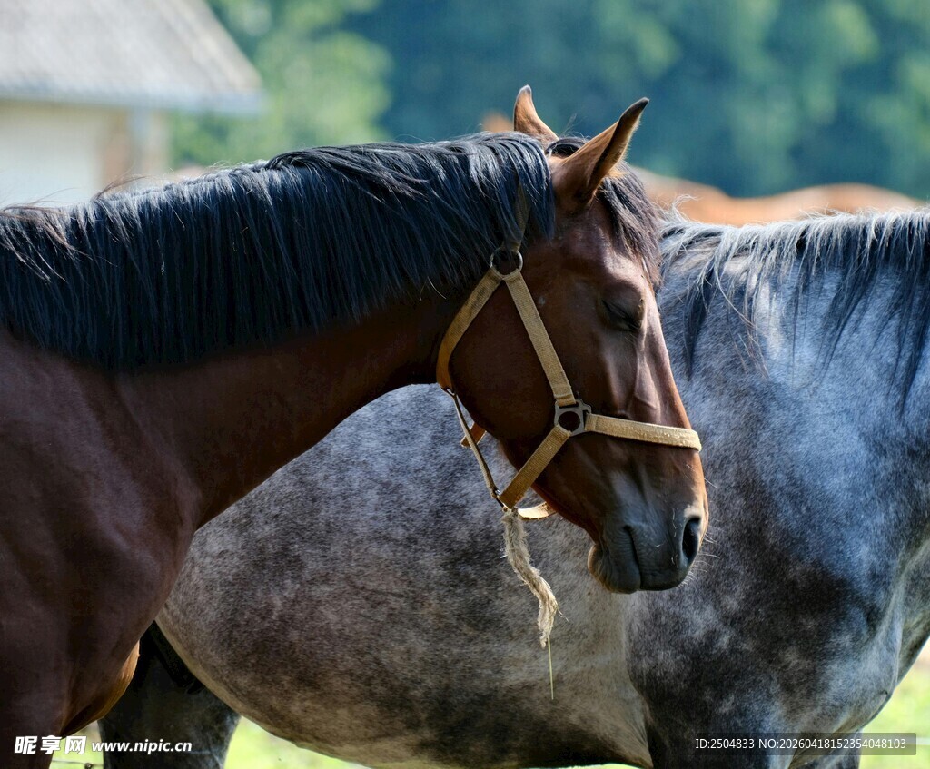 两匹马特写