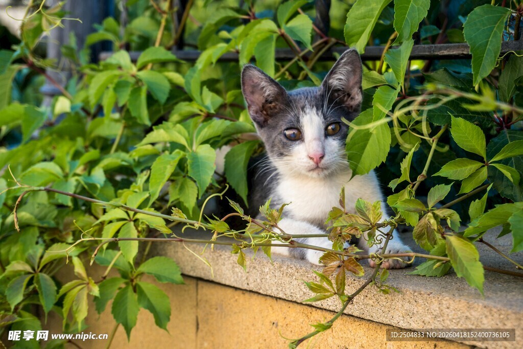 猫咪藏身绿植间萌态尽显