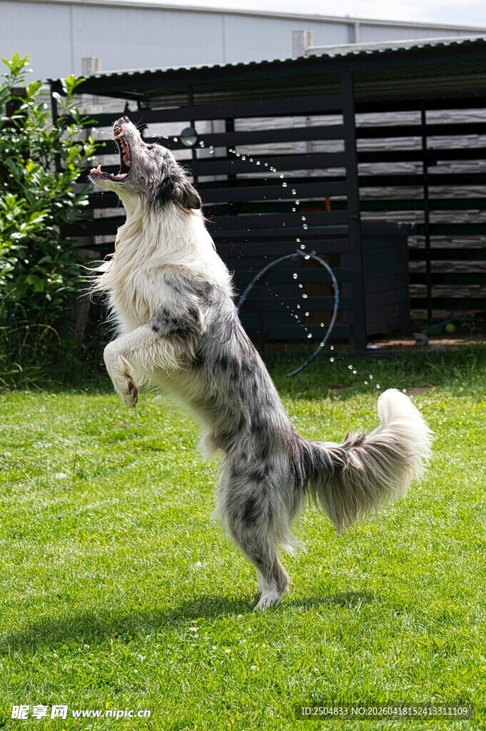 跃起的喜乐蒂牧羊犬