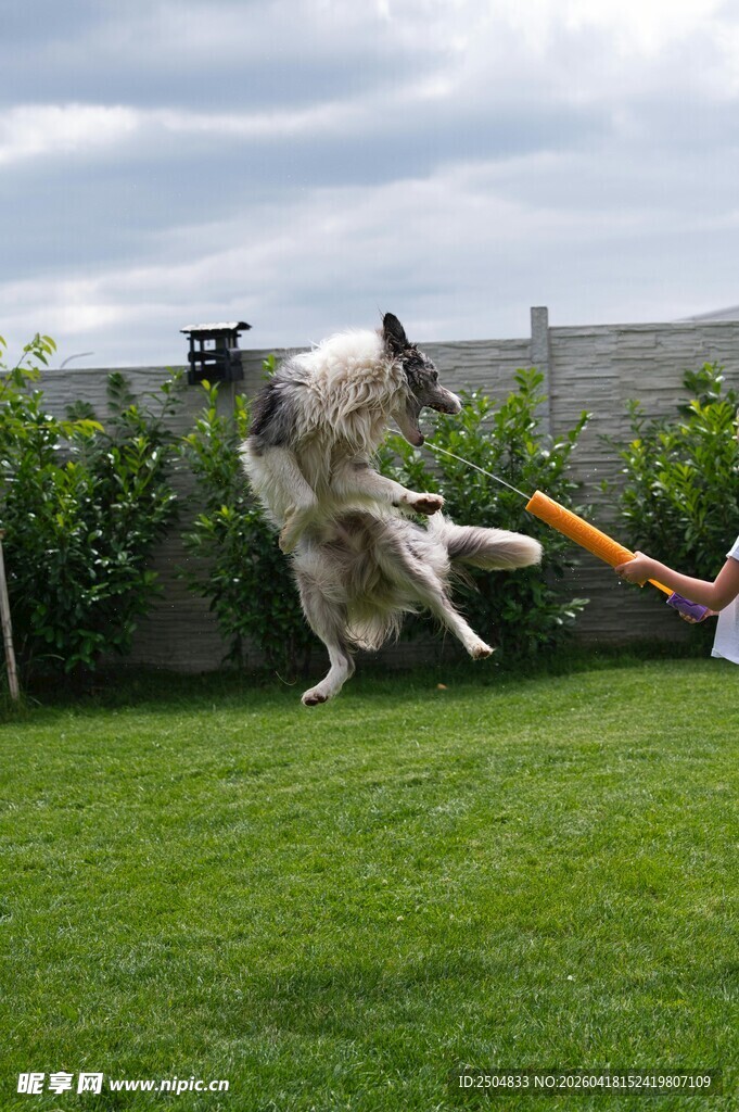狗狗草地玩飞盘