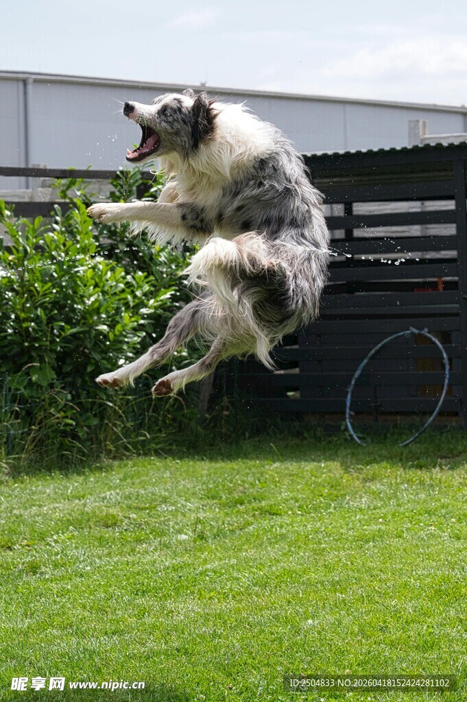 狗狗草地跃起瞬间