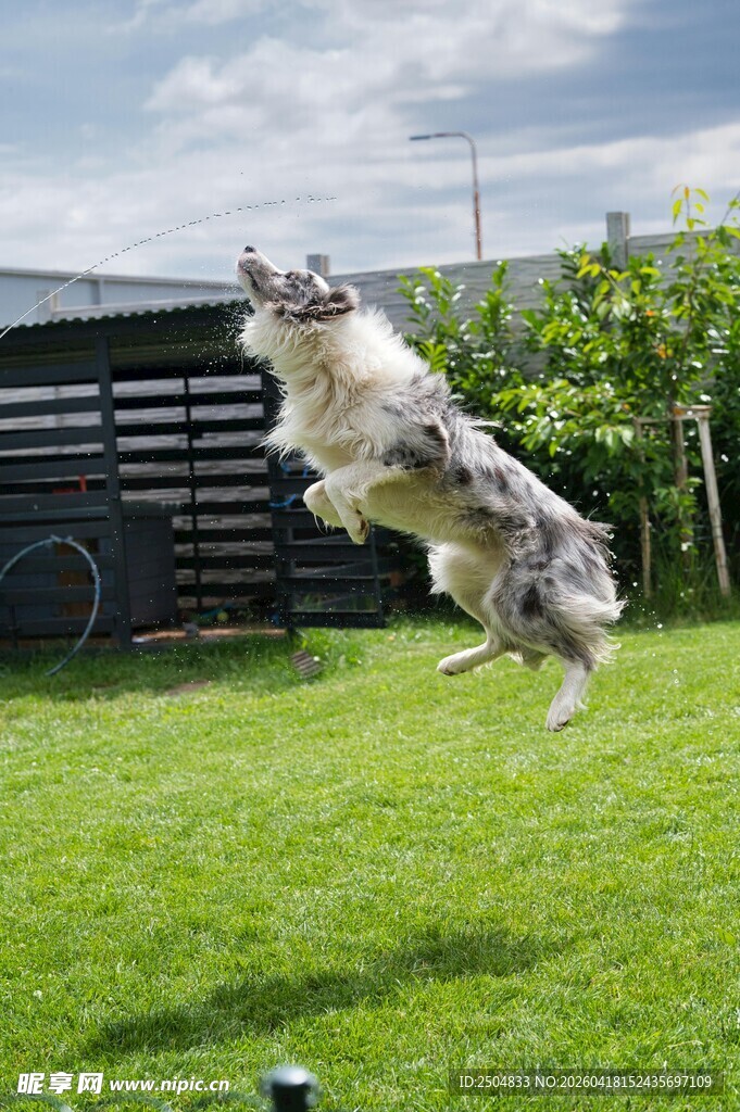 草地跃起的活力狗狗