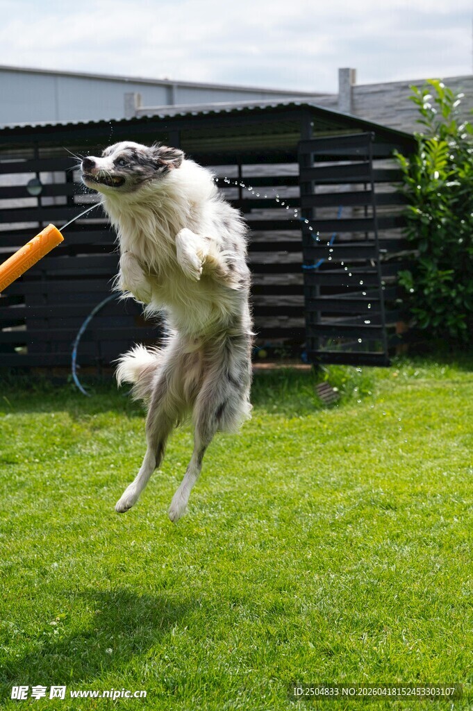 狗狗跃起接飞盘瞬间