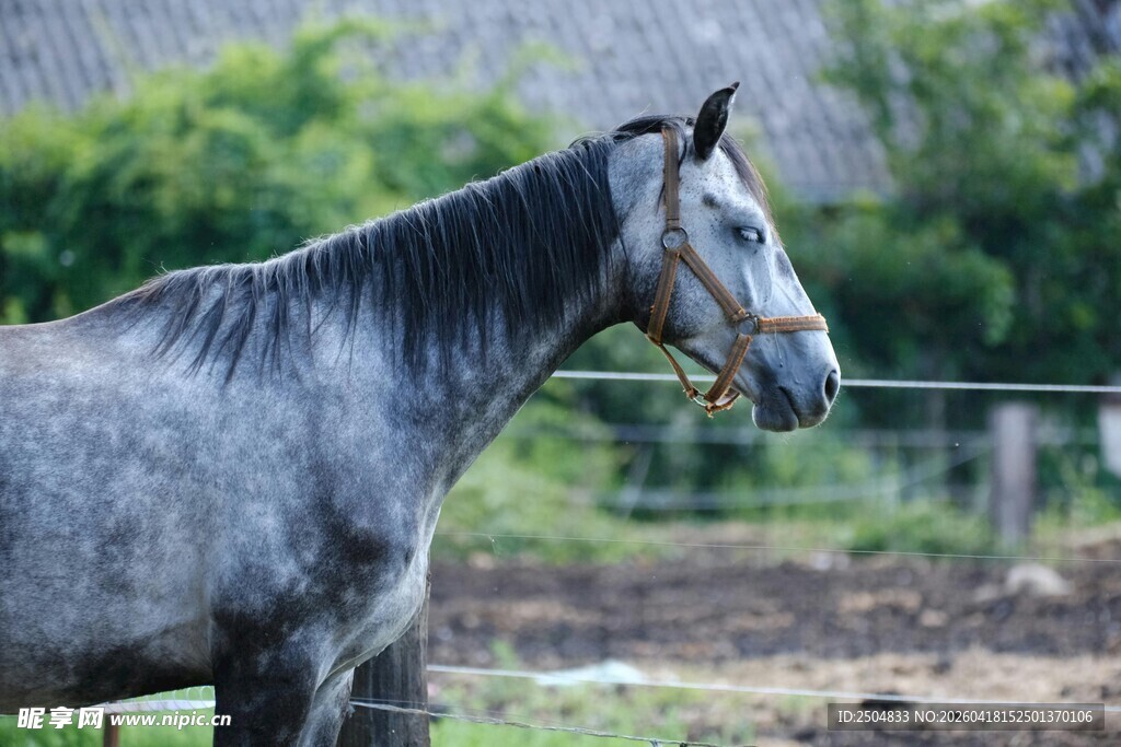 灰骏马于户外站立