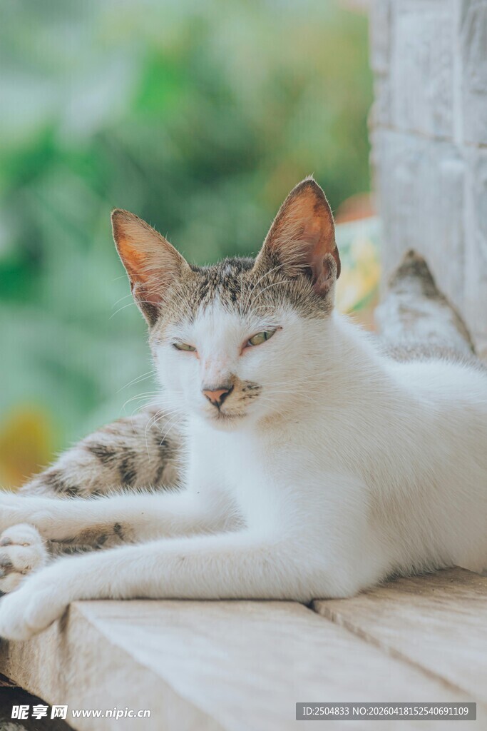 慵懒猫咪惬意休憩