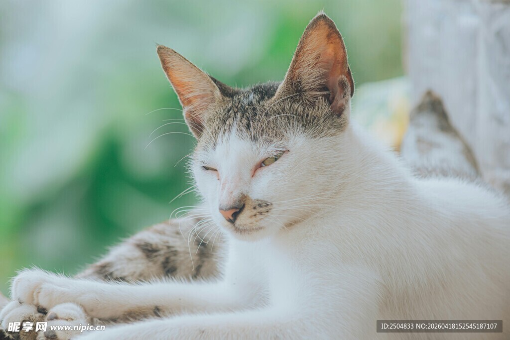 慵懒猫咪惬意休憩
