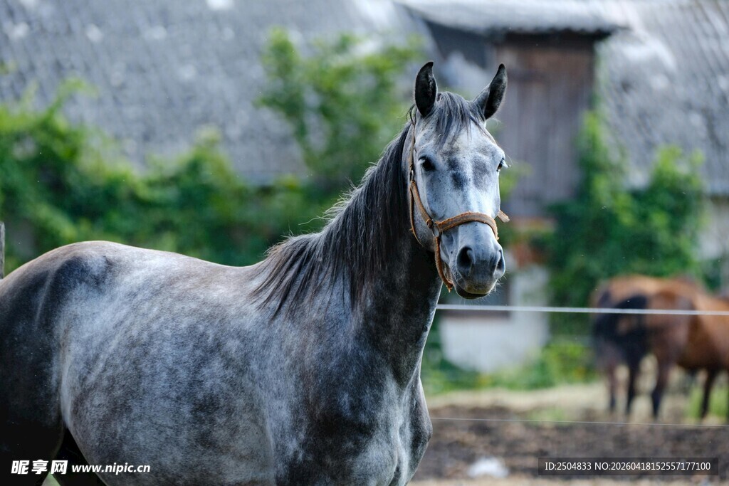 灰骏马于户外悠然站立