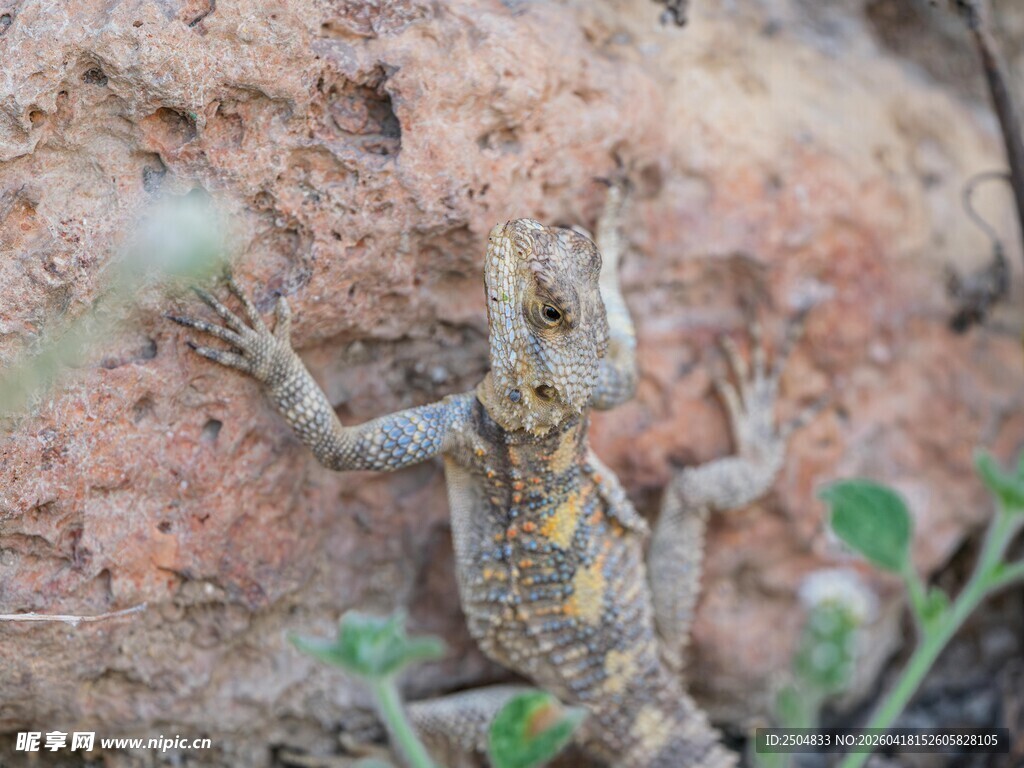 岩石上的蜥蜴