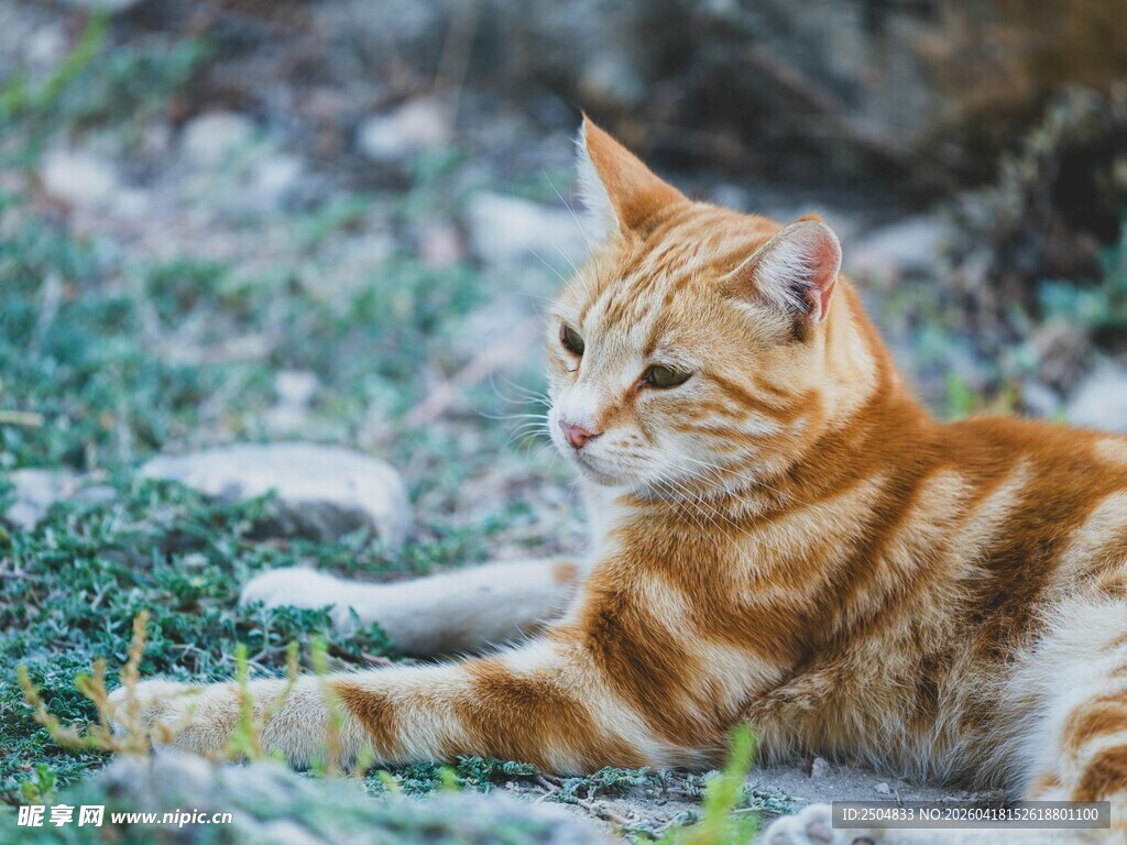 橘猫惬意躺卧在碎石草地
