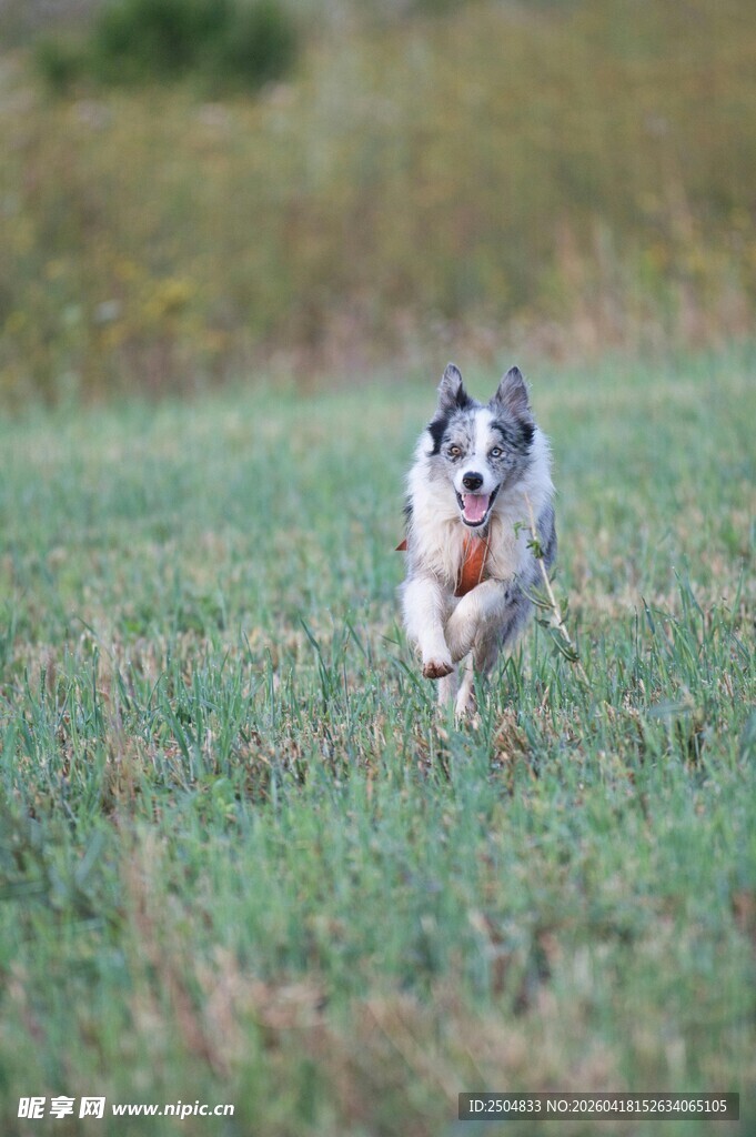 奔跑的萌犬