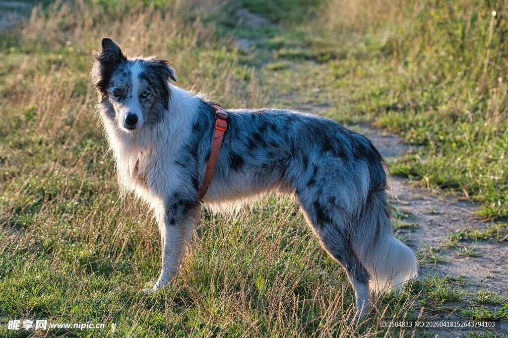 草地中的斑点牧羊犬