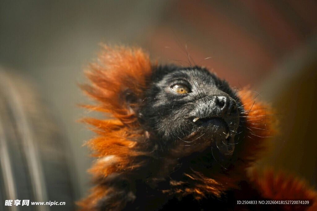 毛发蓬松的奇特小动物