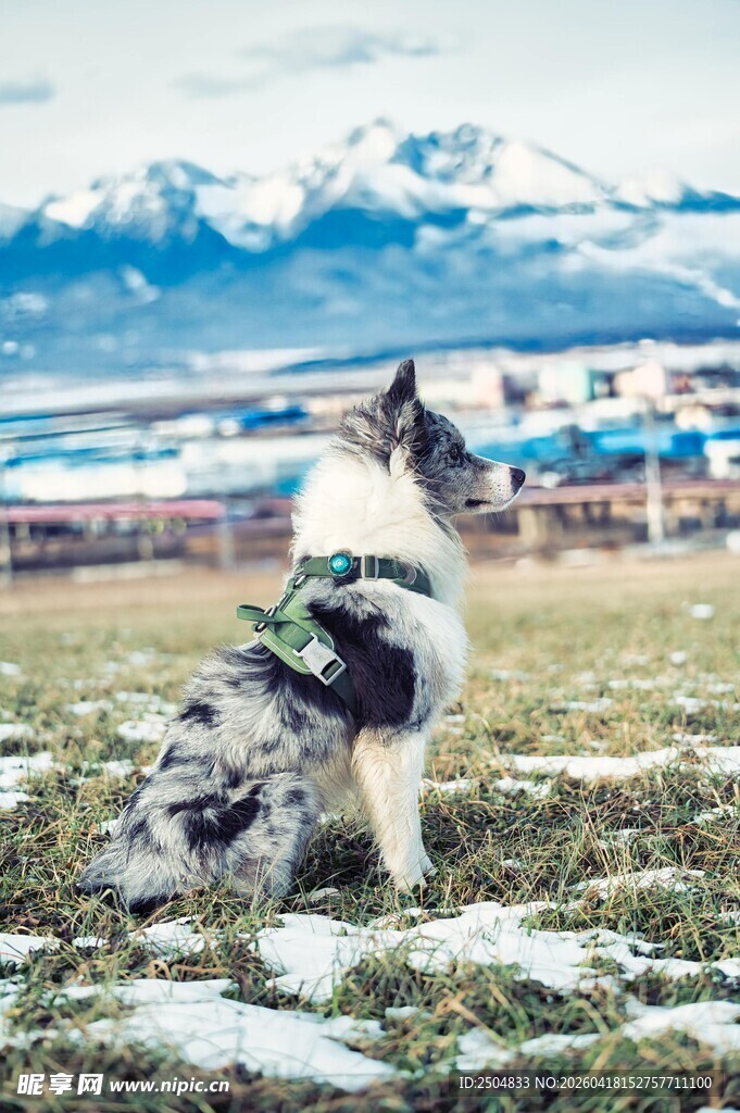 雪地中站立的帅气工作犬