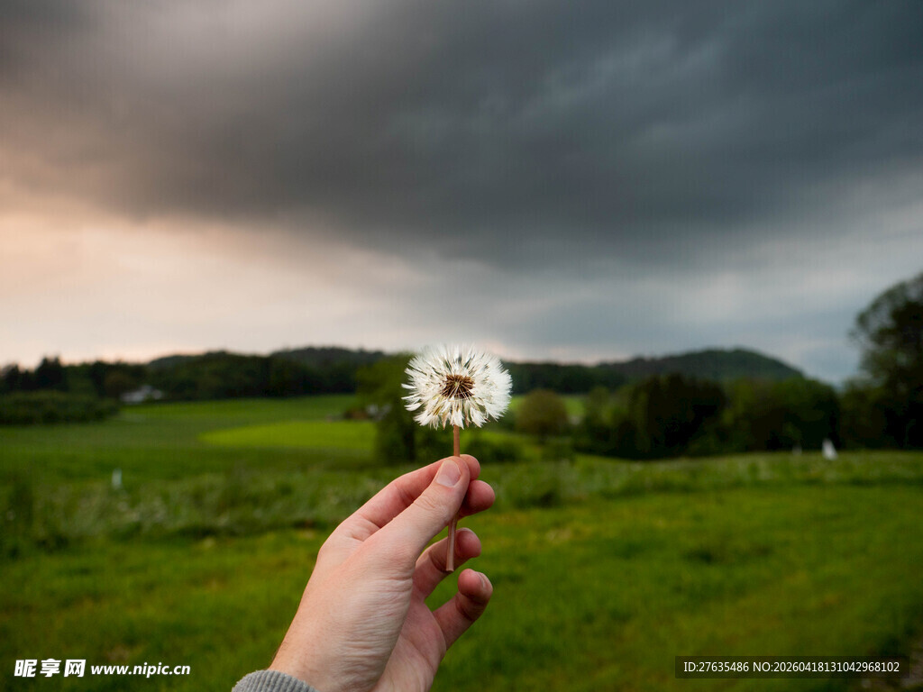 手擎蒲公英于绿野云天间