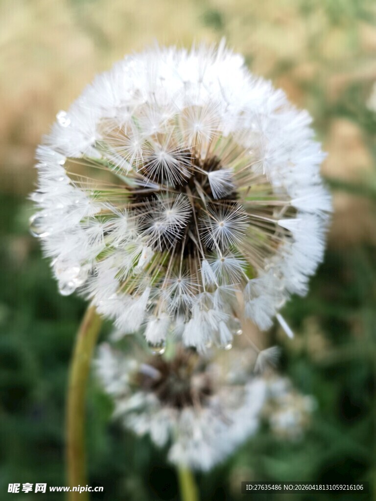 蒲公英特写