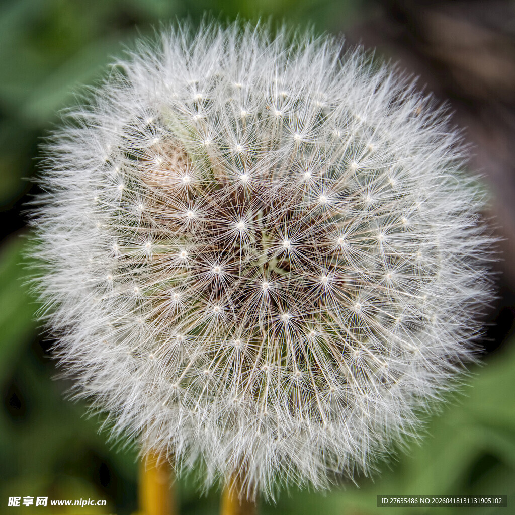 蒲公英特写