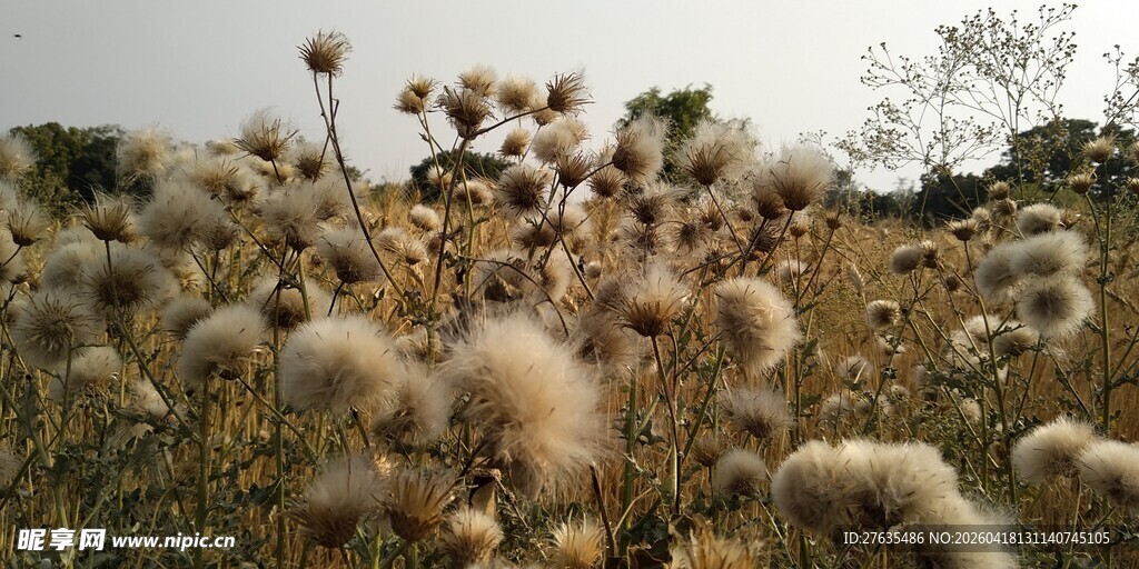 田野中的蓬松植物景观