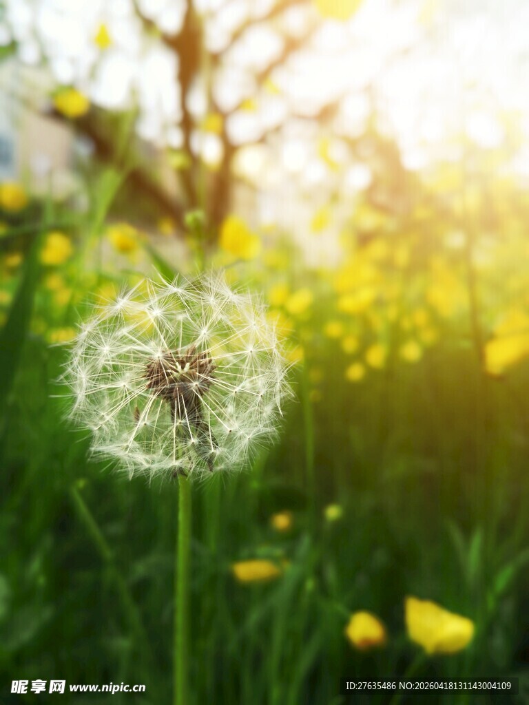 阳光下的蒲公英