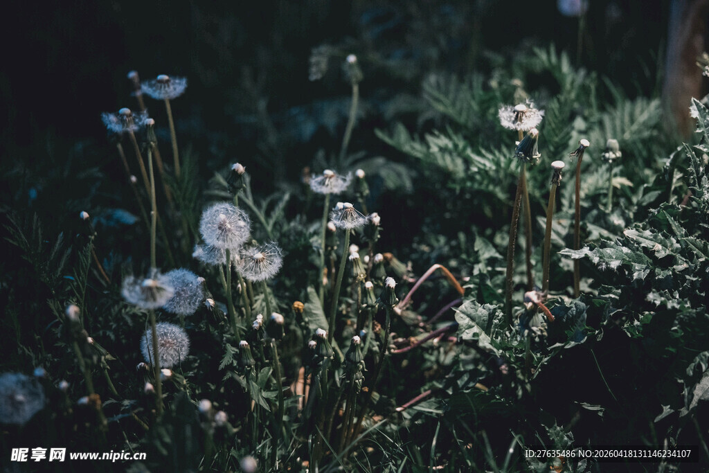 草地上的白色蒲公英