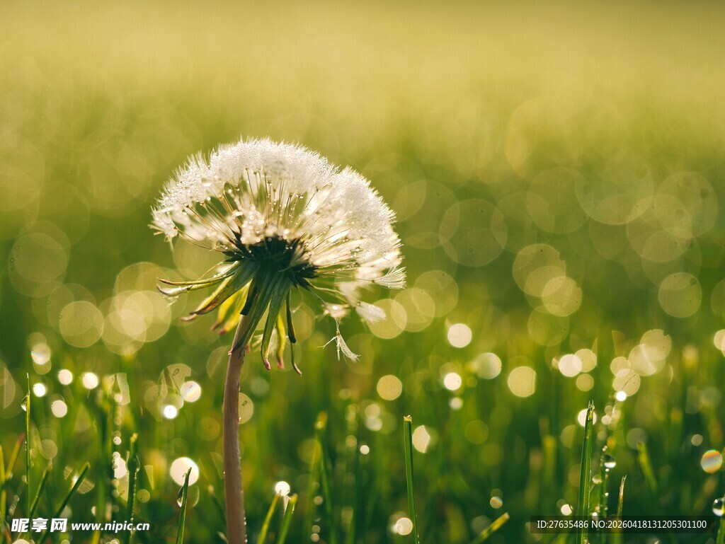 阳光下的蒲公英
