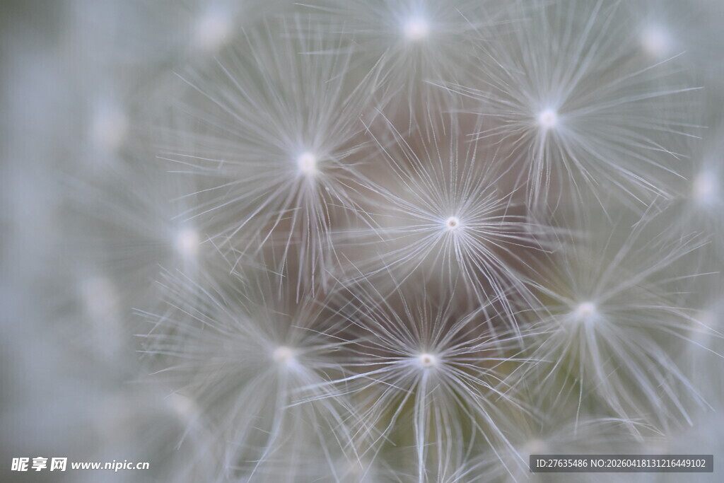 微距下的蒲公英种子