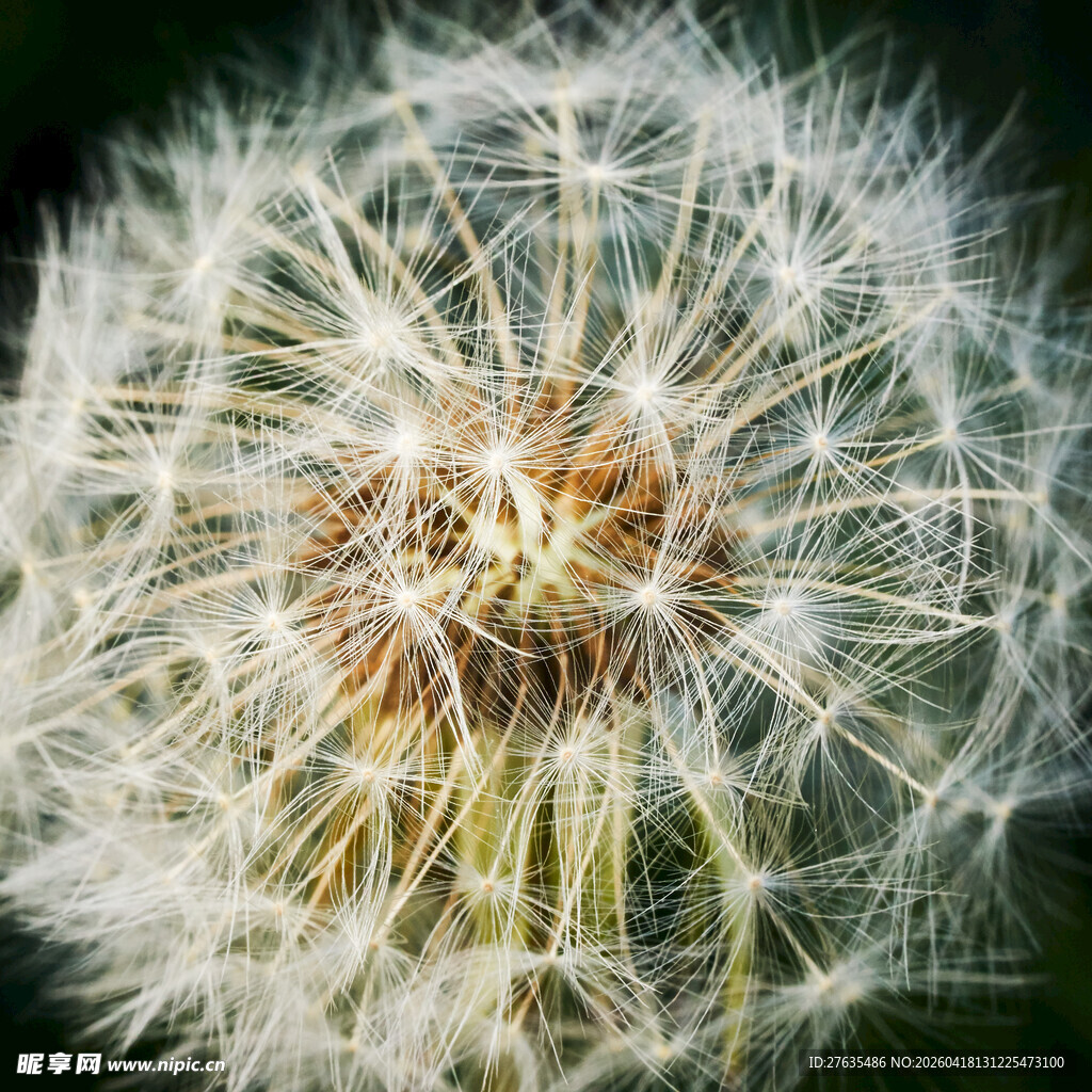 蒲公英微距特写