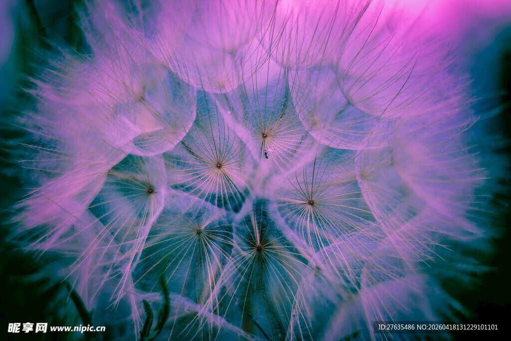 梦幻紫色蒲公英特写