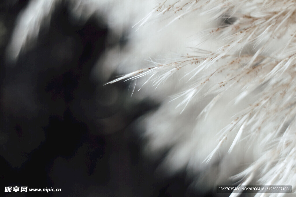 蓬松白色羽毛特写