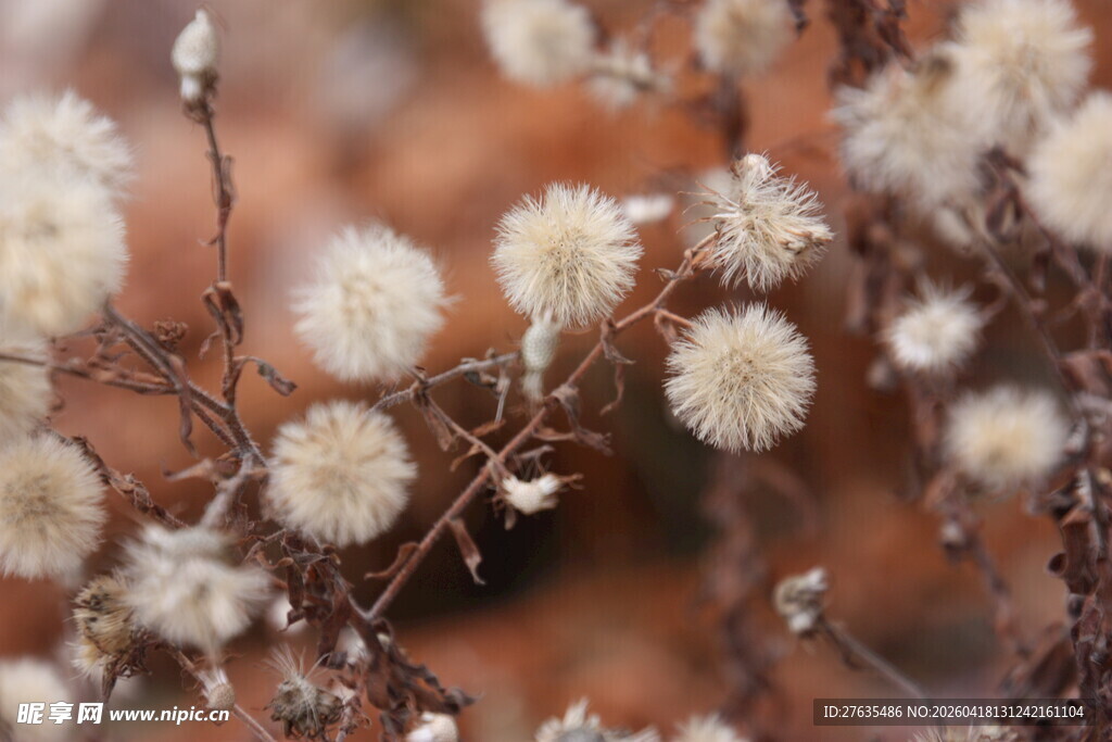 干枯绒球状植物特写