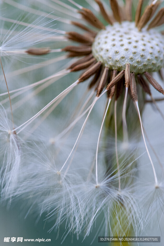 蒲公英种子特写