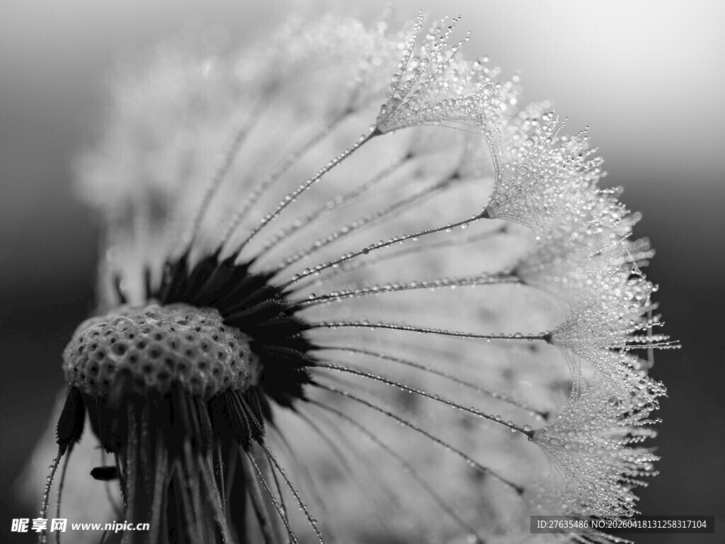 黑白蒲公英特写