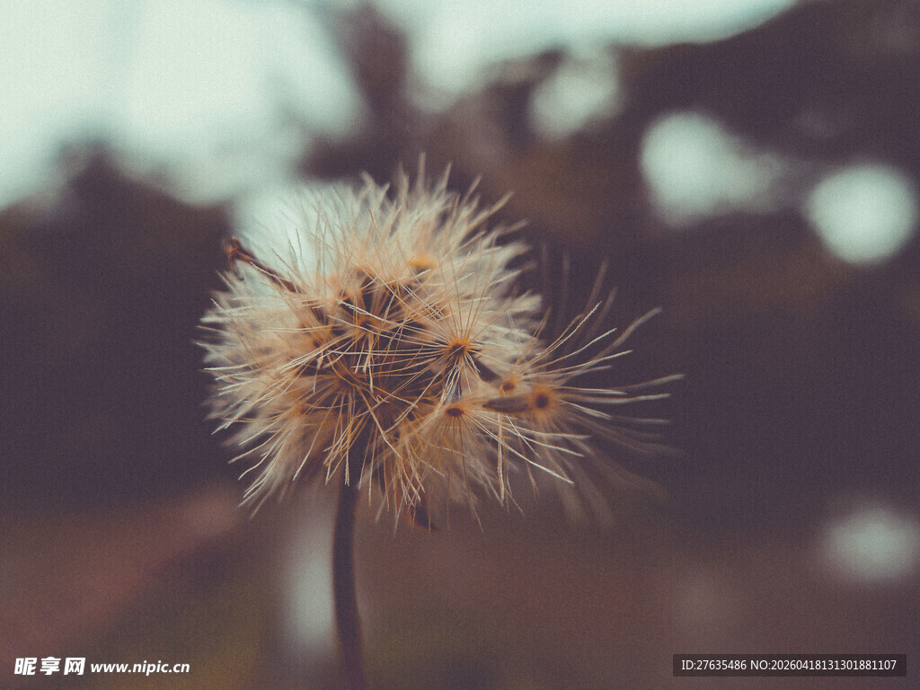 毛茸茸的蒲公英特写