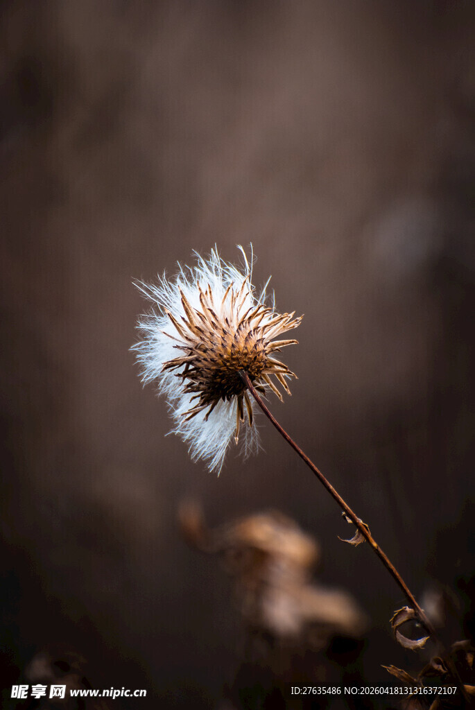 孤独蒲公英特写