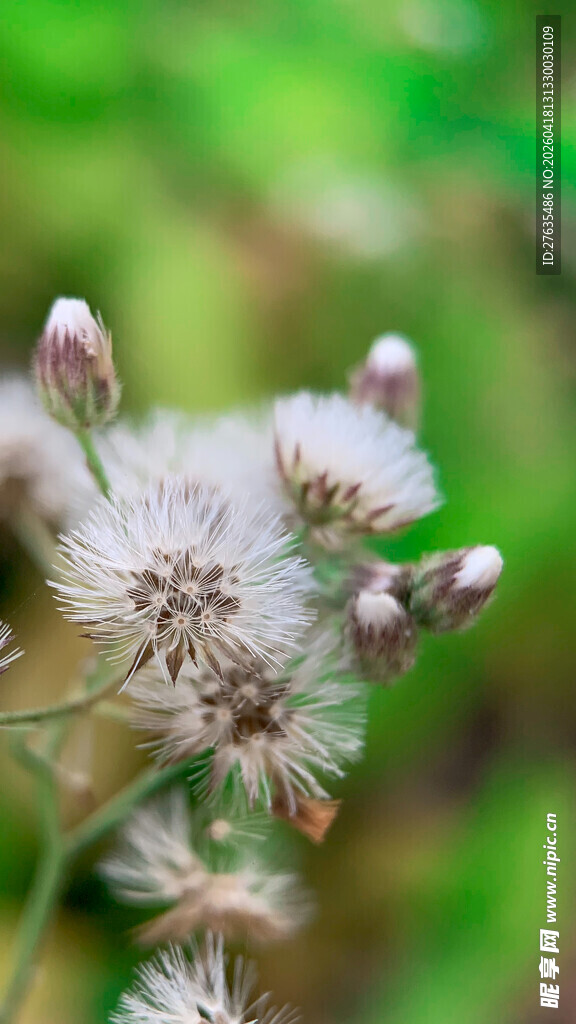 白色绒球小花特写
