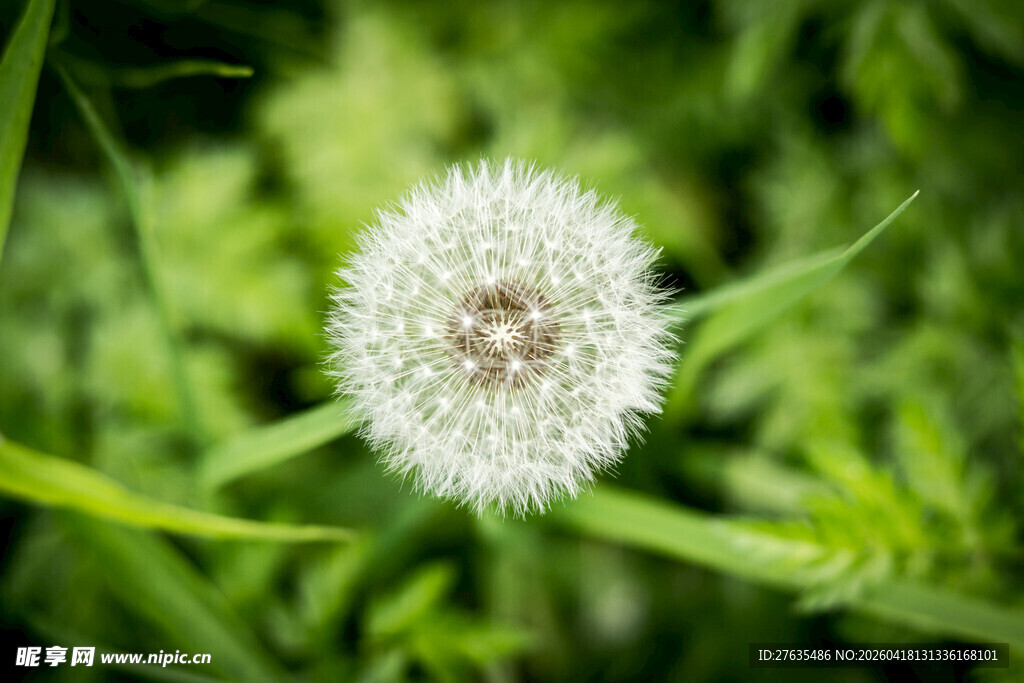 白色蒲公英绽于绿野