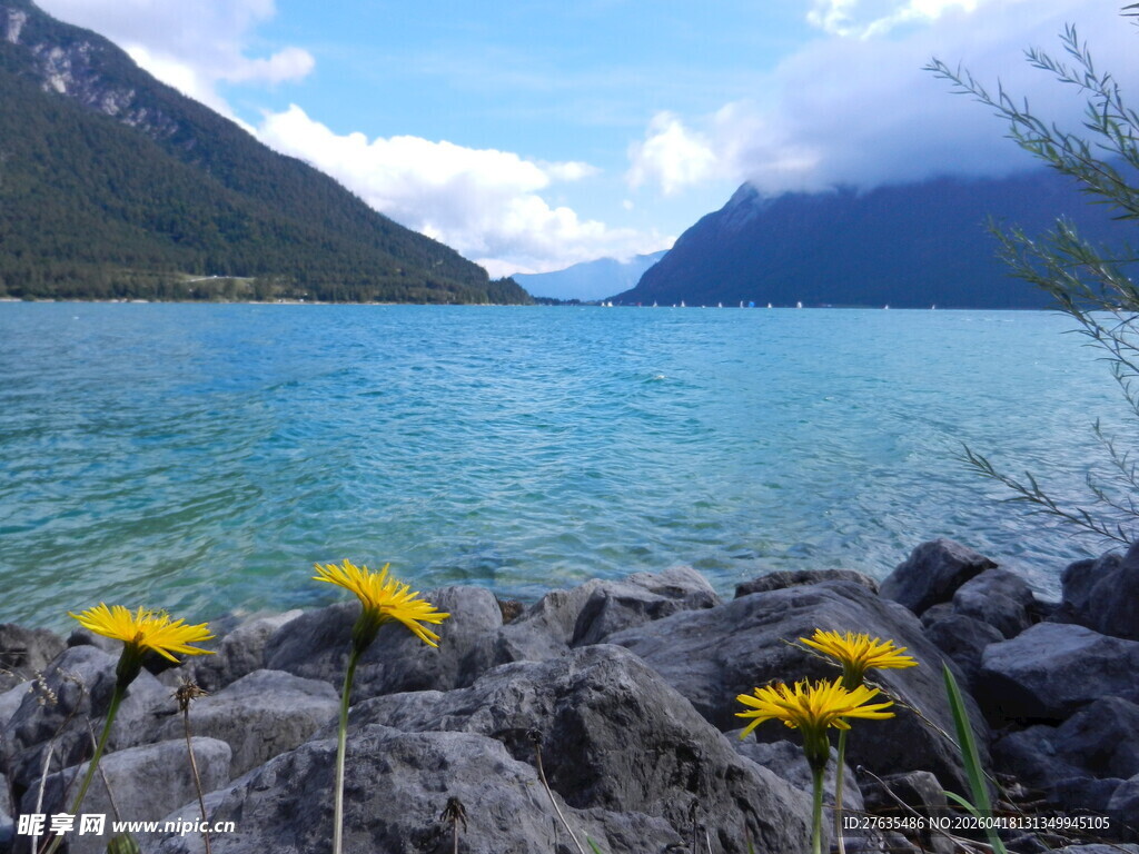 湖畔岩石上的黄色小花