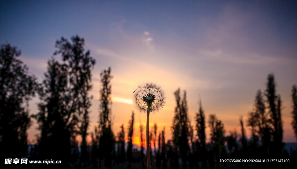 夕阳下的蒲公英与树林