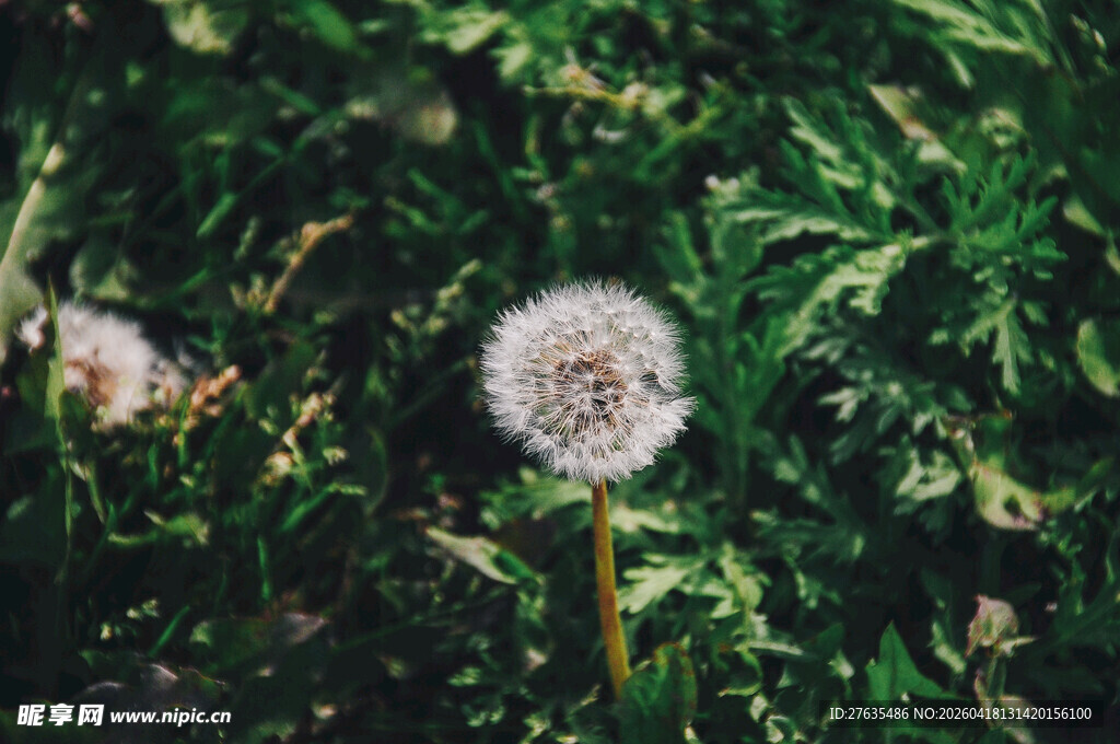 蒲公英绽放于翠绿草丛中